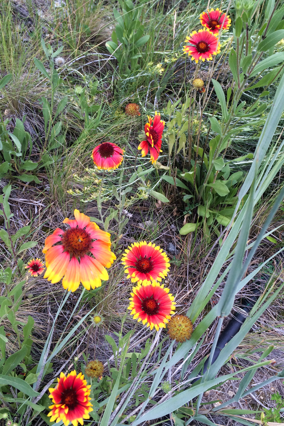 Common Gaillardia